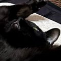 寝転がるネコの前で『両手を大きく広げてみたら』…思わず笑顔になる『まさ…