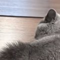 大きな鏡の前で足を止めた子猫→『鏡に映った自分』を見た結果…「やばい可…