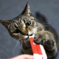 猫の便秘にちゅーるは効果ある？原因と対策、判断のポイントを解説