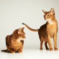 『鳴くことが少ない』とされている猫種4選　それぞれの性格や飼育のポイン…