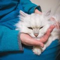 猫がしかめっ面をする8つの理由