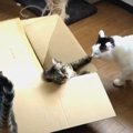 愛が重い？！猫ちゃんたちの三角関係