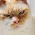 猫の『しかめっ面』に隠されている心理3選　不機嫌に見えるだけ？誤解され…