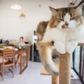 猫の命を奪いかねない5つの『しっぱなし行為』ルーズな習慣は愛猫にとって…