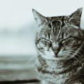 猫が『亡くなった時』の絶対NG行為3つ　後悔のないお別れにするために…