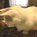 気付いてあげて！猫がしょんぼりしている時の心理３つ