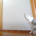 なんだか廊下が広くなったにゃ〜！猫ちゃんと一緒に？廊下の手すりを…