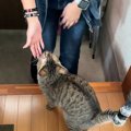 初対面のお客さんが家に来たら、猫が…信じられないほどの『熱烈歓迎』…