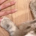 猫におててを開いてほしくて、自分の手をパーにして見せていたら…予想…
