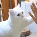 クリッカーの成果！猫ちゃんのハイタッチ！