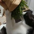 思っていたのとちがう！？猫屋敷での『猫草タイム』が話題♡