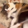 猫が飼い主に『構ってほしくて』全力出した結果…あまりにも大胆なアピ…