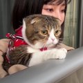 雨なのに外出したい猫くん…！ベランダで満足してくれる？