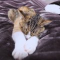 「見せて」「嫌じゃ！」あごニキビのお手入れを巡る飼い主さんと猫の…