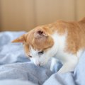猫がトイレ以外に『砂をかける仕草』をする理由4つ　実は意外な本音が…