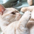 『発情期の猫』にしてはいけないこと4つ　わかりやすい発情サインとは？