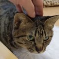 猫界に激震！！待てができるお利口さんな猫達