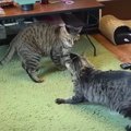 先制攻撃をしかける弟猫！受けて立つ兄猫くんの戦略は…！？