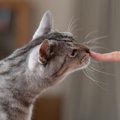 猫を『社交的な性格』に育てる方法5つ　フレンドリーなことで得られるメリ…