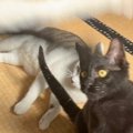 猫たちを撮影していると、とんでもない写り方をして…狙っても撮れない…