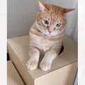 穴が開いた箱に入っている猫→潜るときの『手』を見てみると…『まさかのポ…