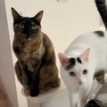 ご飯の1時間前に5匹の猫たちがいる部屋に行ったら…思わず笑っちゃう『…