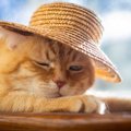 暑い季節に注意したい『熱中症になりやすい猫』の特徴4選　予防のポイント…