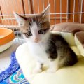 保護されたばかりの小さな子猫→独りぼっちになると、不安げな表情を浮かべ…