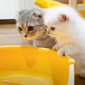 猫の『愛用のトイレ』を掃除しようとした結果→『心配する2匹の様子』…