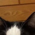 健康診断のため、猫に『明日までごはん抜き』と説明した結果…まさかの表情…