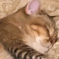 ふと布団の上を見たら、気持ちよさそうに眠っていた『猫』→まじまじと見る…