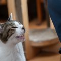 猫が『おしゃべり』になったときの理由6つ　実は伝えたいことがある？…