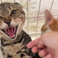 『弟を守るために戦ってきた元野良猫』→孫の手で撫でられていると…思わぬ…