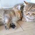 まだ毛がパヤパヤの子猫たち→眠たくなるとくっついて…あまりにも『尊…