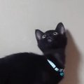高い所に吊るされた『大切なぬいぐるみ』を助けたくて…子猫が見せた『尊す…