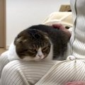 『膝の上は僕の席』どかされても戻ってくる猫ちゃん！