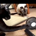 兄妹猫のタッグ！小さな扇風機に勝負を挑む