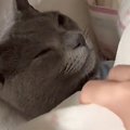 布団から顔を出して寝ていた猫→そっと布団をめくってみたら…まるで人…