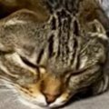 「ウナギみたいになってるｗ」ソファの上でくつろぐ猫…心配になるほどの『…