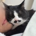 超甘えん坊な猫が眠りにつくまで…尊すぎる『ナイトルーティン』に癒される…