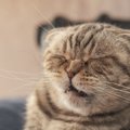 猫がする『逆クシャミ』ってどんな現象？　起きる原因や気を付けたいケー…