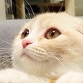隣に座ってきた猫→丸いおててを脚にのせてきて…尊すぎる『かまってアピー…