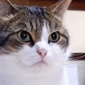 『猫カフェから帰ったら』家にいた愛猫が…普段とは違う『まさかのお出…