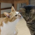 弟猫の秘密を知りたい姉猫さん