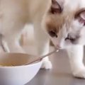 『納豆めかぶご飯』を食べていたら、近づいてきたネコ→次の瞬間…『予想外…