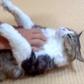 マッサージを堪能する元野良猫→仰向けの状態にして手を離してみたら……