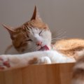 猫が『人に撫でられた場所』を舐める理由3つ　実は嫌がっているとは限…
