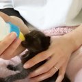 離れ離れになった母猫と子猫…衰弱する子猫たちの行く末は？