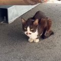 背骨が突き出て『ガリガリにやせ細った猫』との出会いから２年…当時が嘘の…