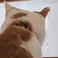 障子の穴から『窓の外を見つめていたネコ』→穴の形をよく見たら…『可愛す…